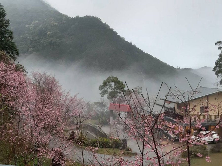 櫻花季