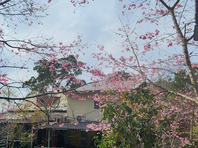 櫻花季