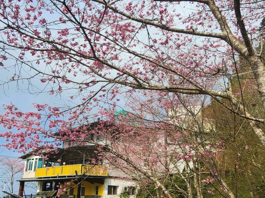 櫻花季